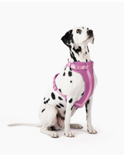 Harness