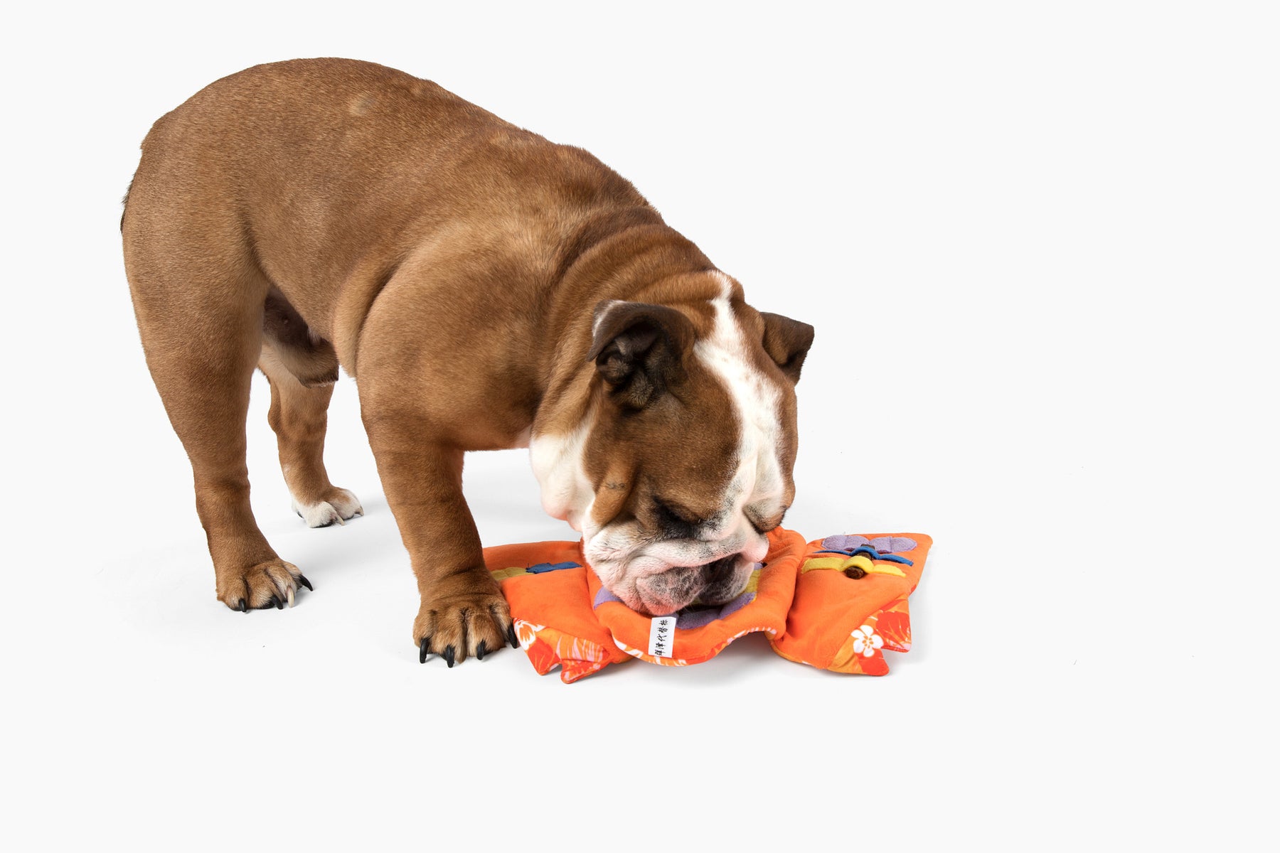 Aloha Nose Work Dog Toy – Come Here Buddy