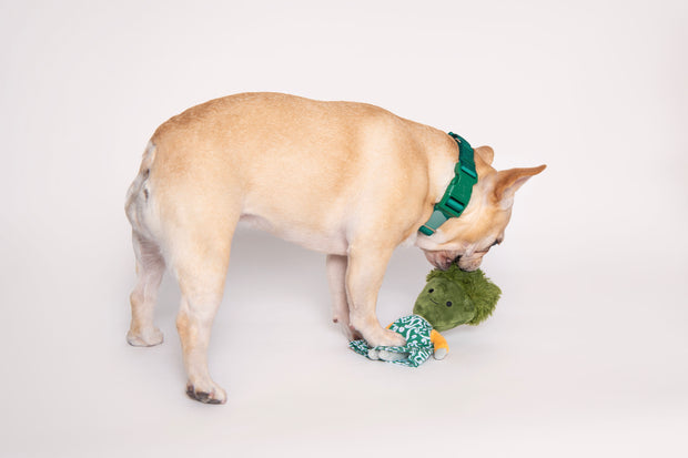 Broccoli Interactive Nose Work Dog Toy - Spotted By Humphrey