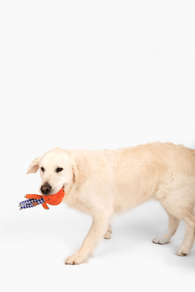 Peanut Nose Work Dog Toy – Come Here Buddy
