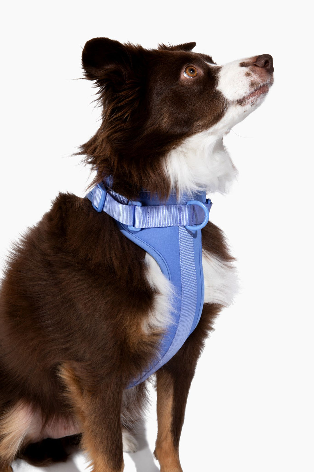 Dog Harness Walk Kit Dog Harness and Leash Come Here Buddy