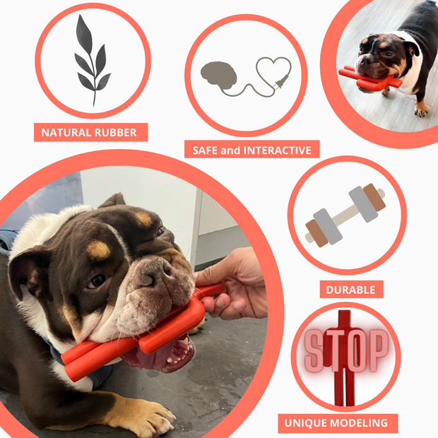 A guide to choosing safe chew toys for dogs – Pawsindia