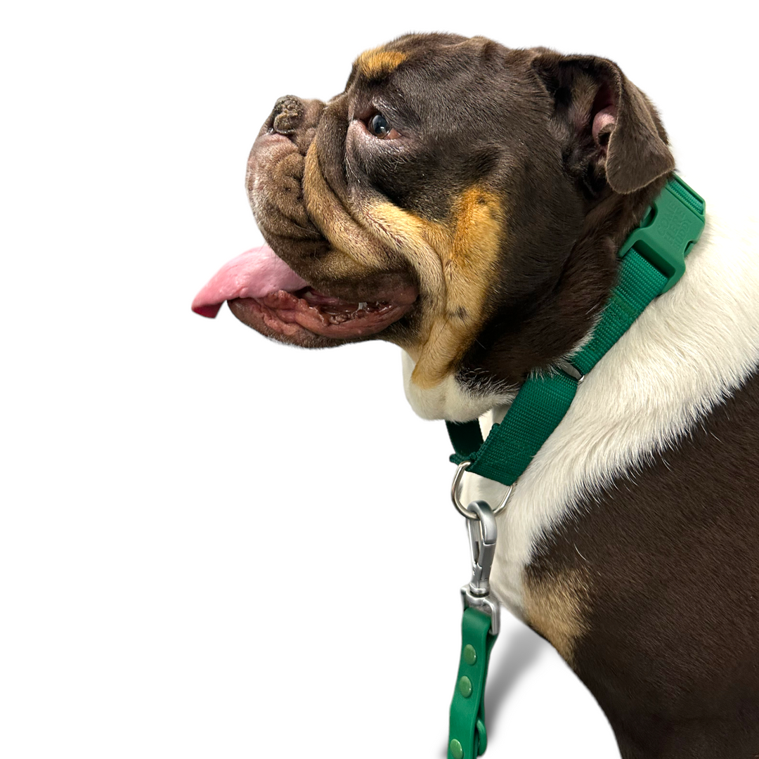 Martingale Dog Collar – Come Here Buddy