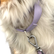 Martingale Dog Collar
